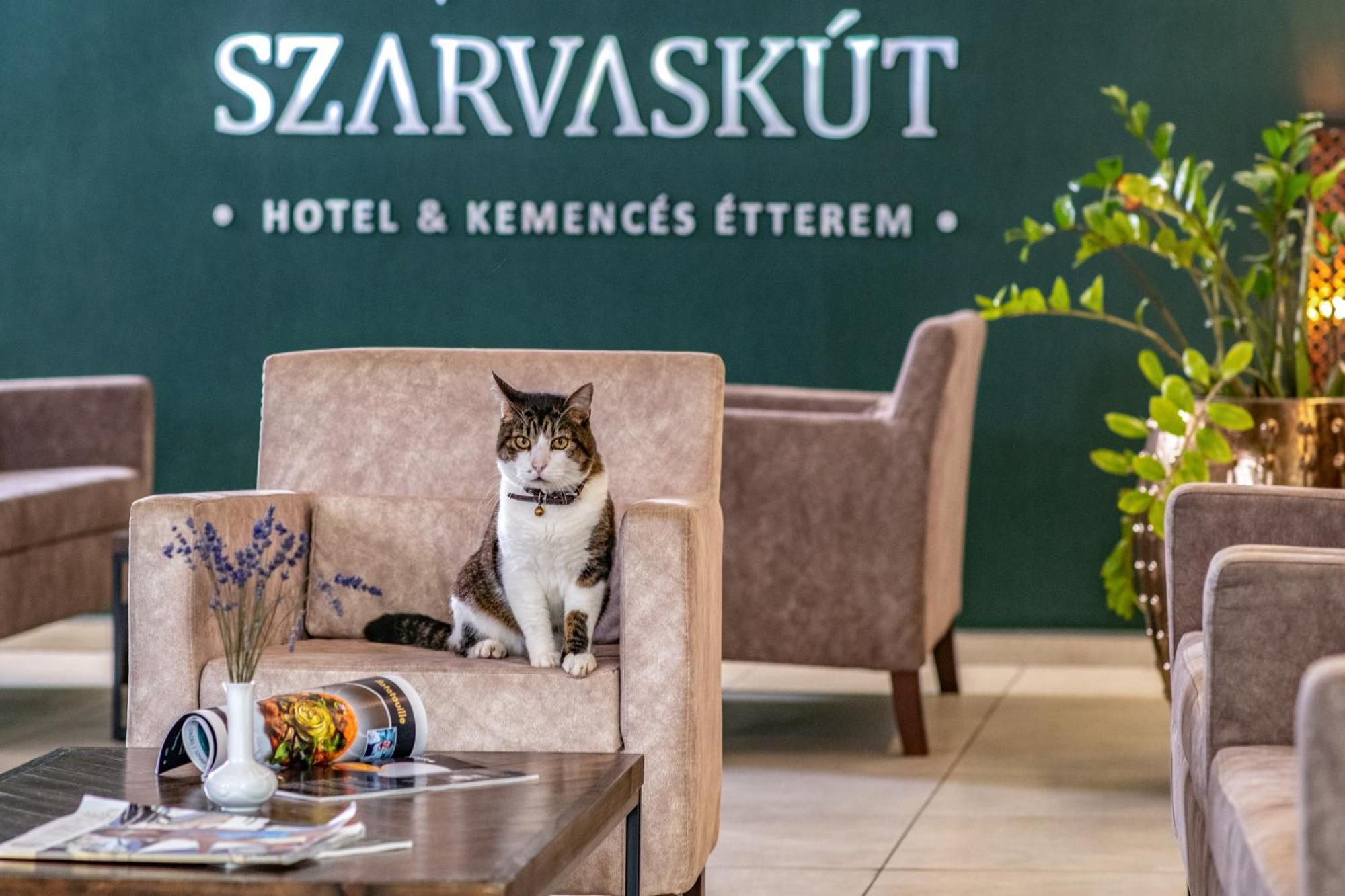 Szarvaskut